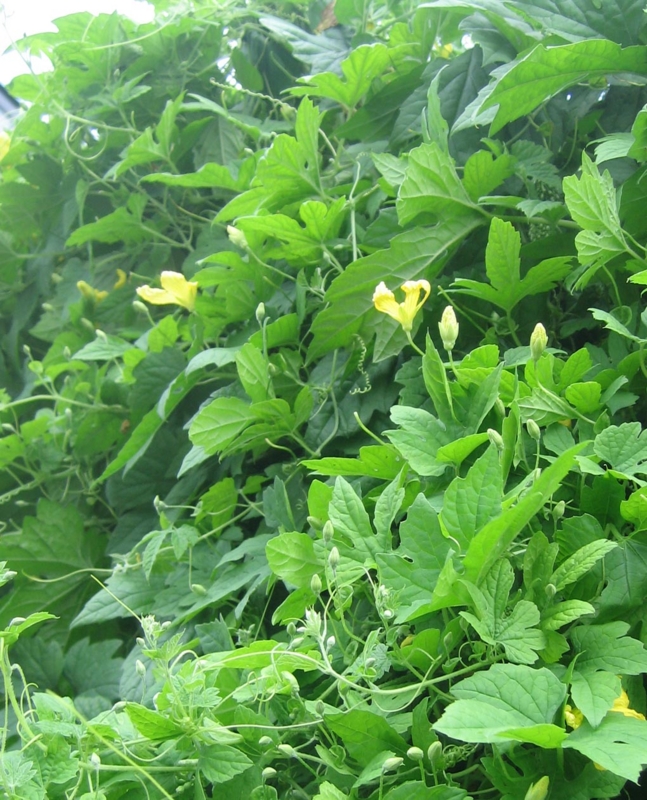 f:id:atarou:20120820060826j:image