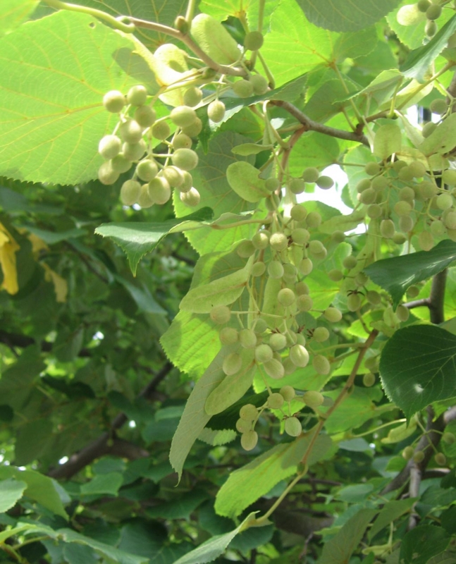 f:id:atarou:20120820061713j:image