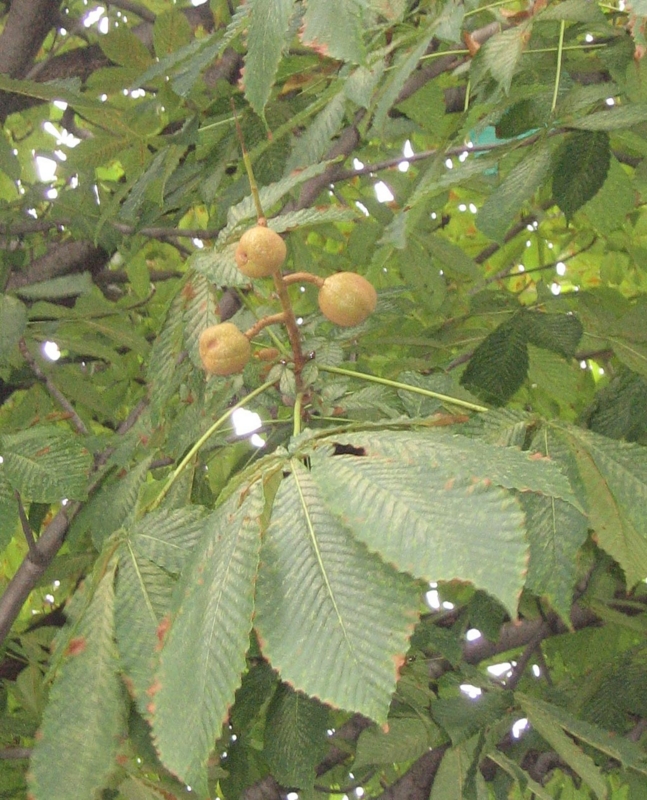 f:id:atarou:20120821045709j:image