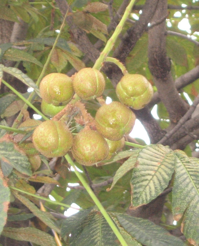 f:id:atarou:20120821055750j:image
