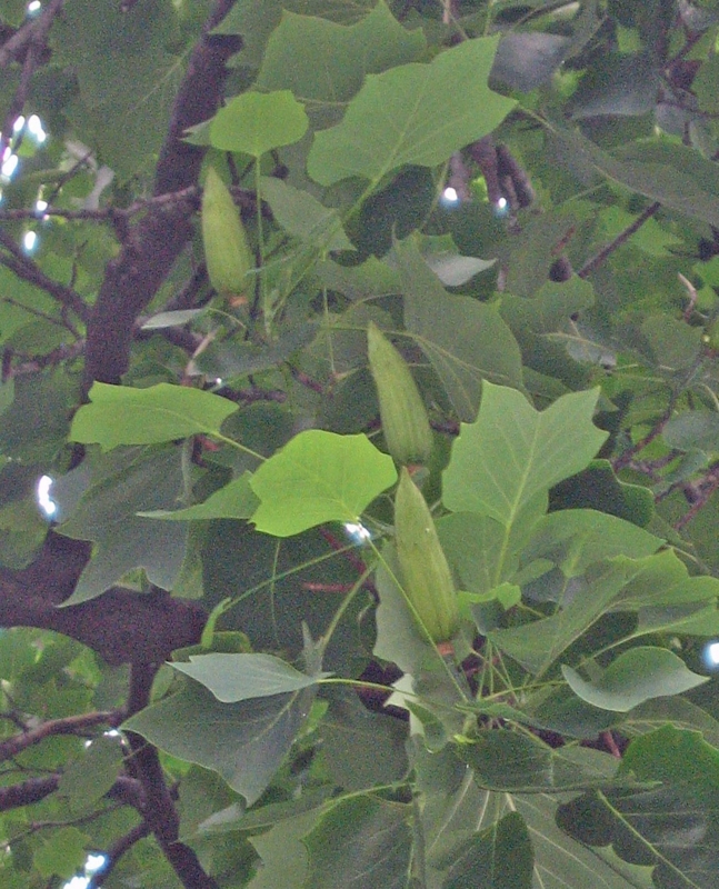 f:id:atarou:20120821061042j:image