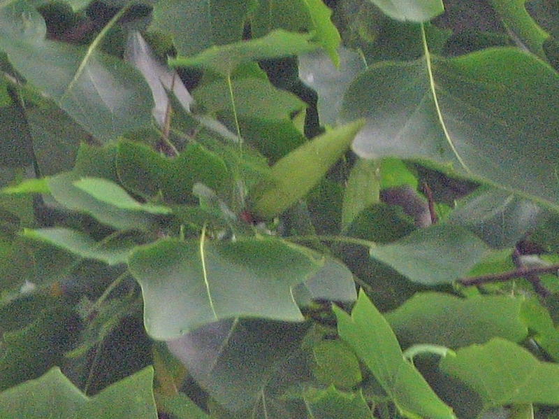 f:id:atarou:20120821061044j:image