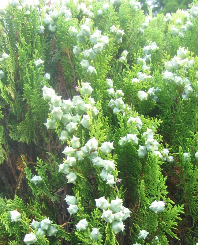 f:id:atarou:20120821061045j:image