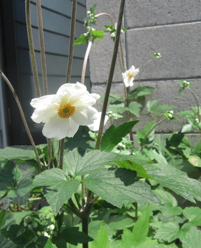 f:id:atarou:20120822054205j:image