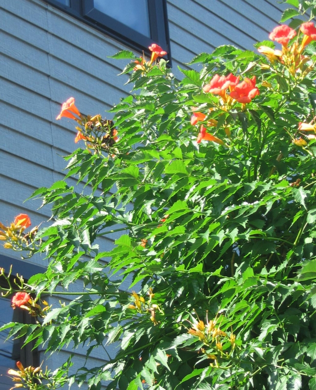 f:id:atarou:20120822063028j:image