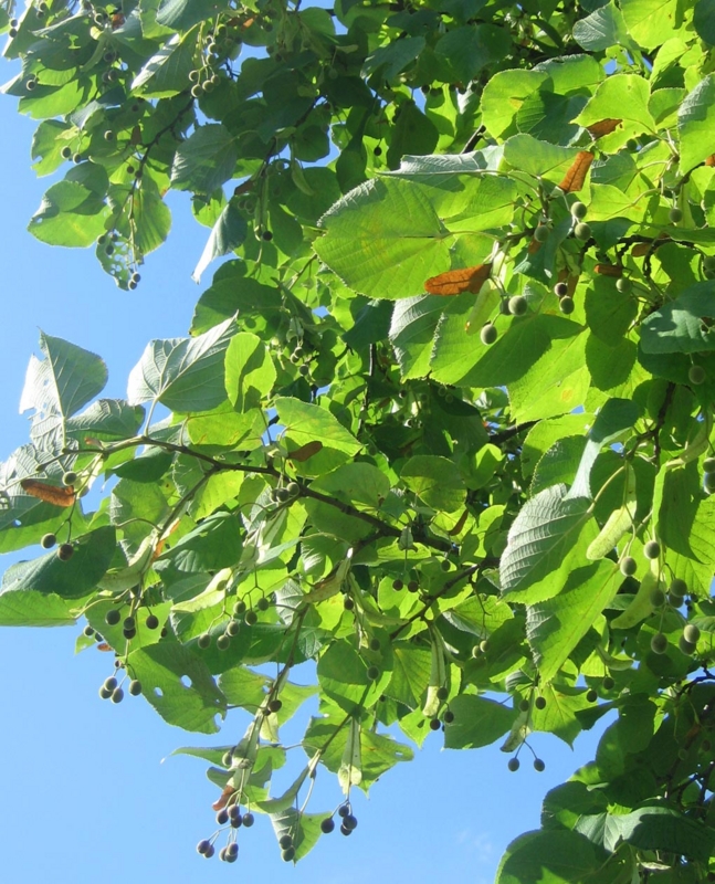 f:id:atarou:20120822063030j:image