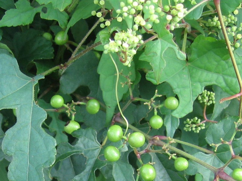 f:id:atarou:20120822064635j:image