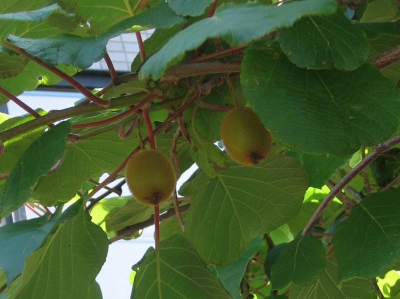 f:id:atarou:20120823064124j:image