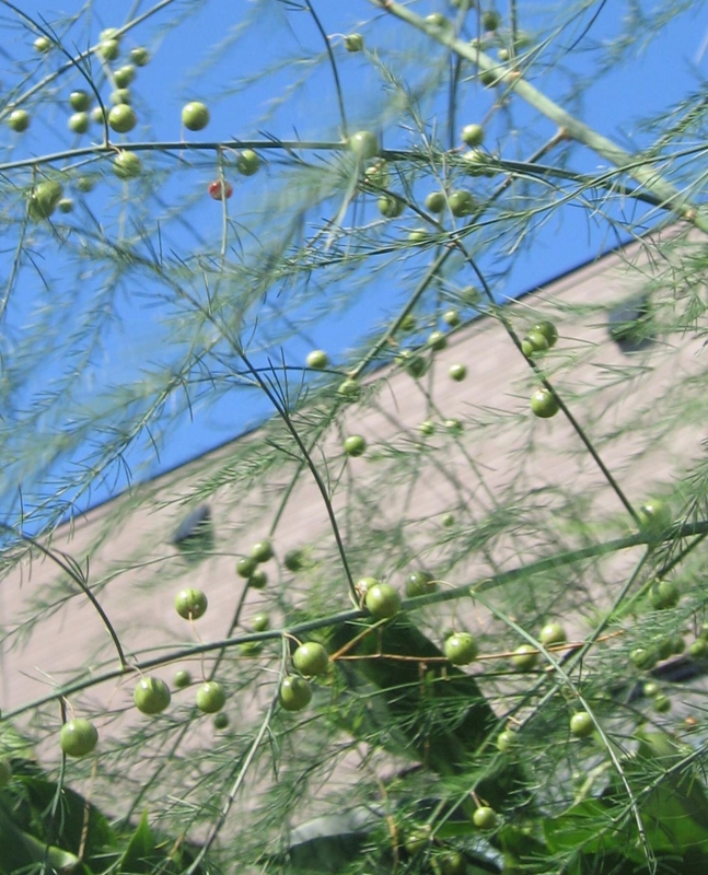 f:id:atarou:20120823064125j:image