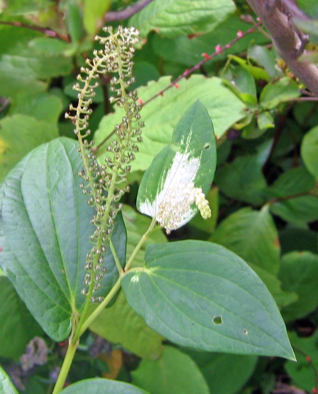 f:id:atarou:20120824055624j:image