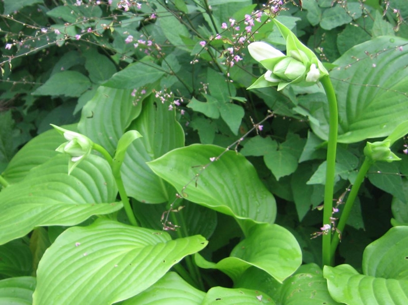 f:id:atarou:20120824055626j:image