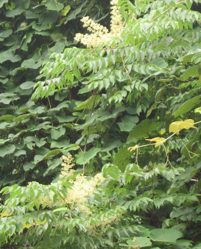 f:id:atarou:20120824061642j:image