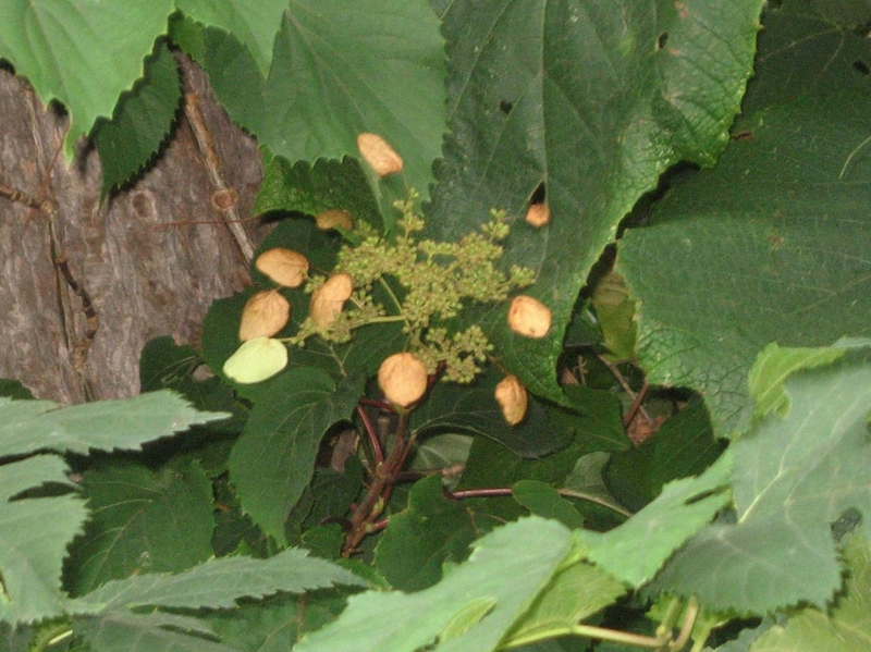f:id:atarou:20120824062341j:image