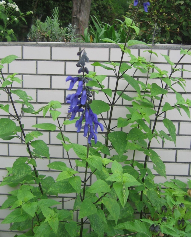 f:id:atarou:20120824062344j:image
