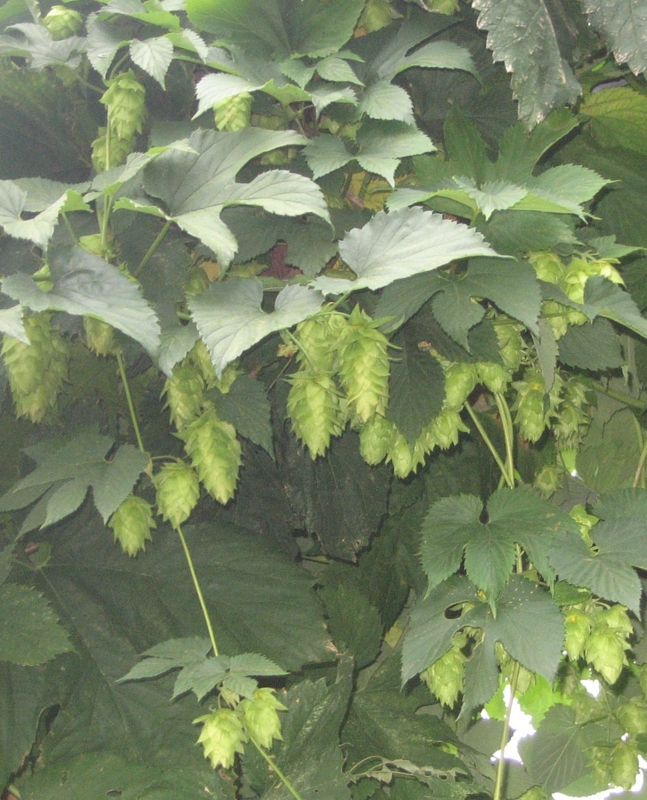 f:id:atarou:20120824063518j:image