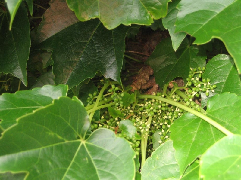f:id:atarou:20120824063817j:image