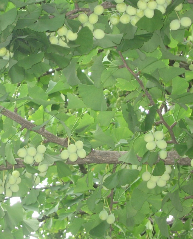 f:id:atarou:20120825060223j:image