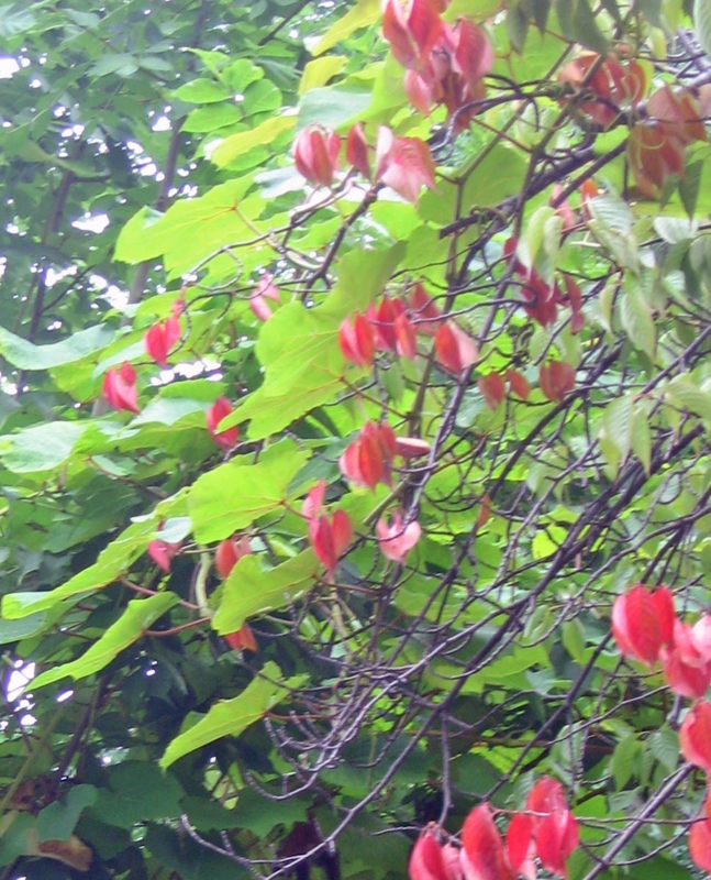 f:id:atarou:20120825063220j:image