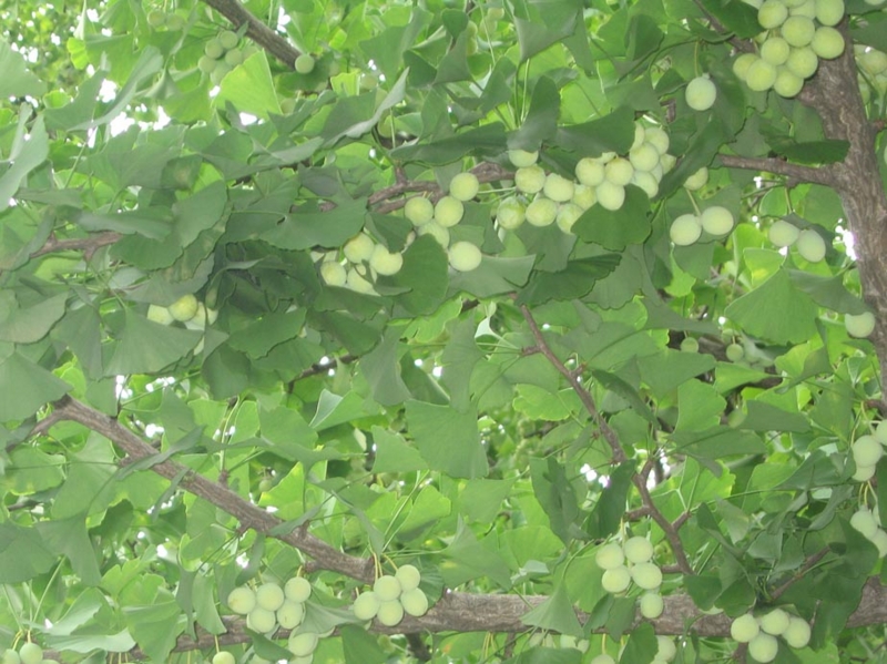 f:id:atarou:20120825064213j:image