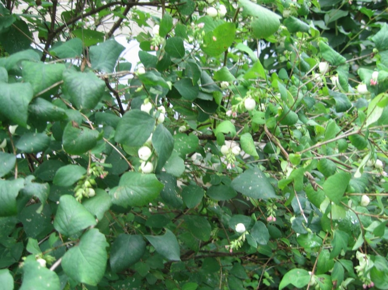 f:id:atarou:20120825065636j:image