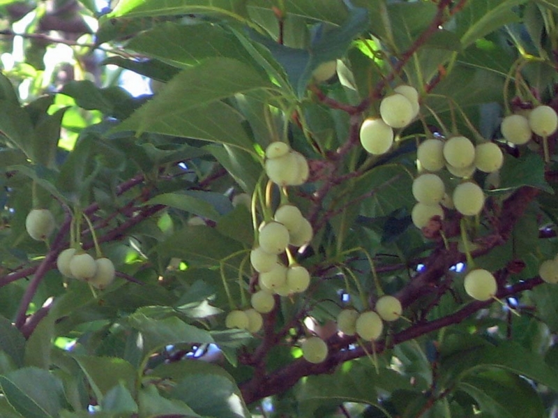 f:id:atarou:20120826064122j:image