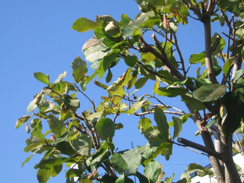 f:id:atarou:20120826064123j:image
