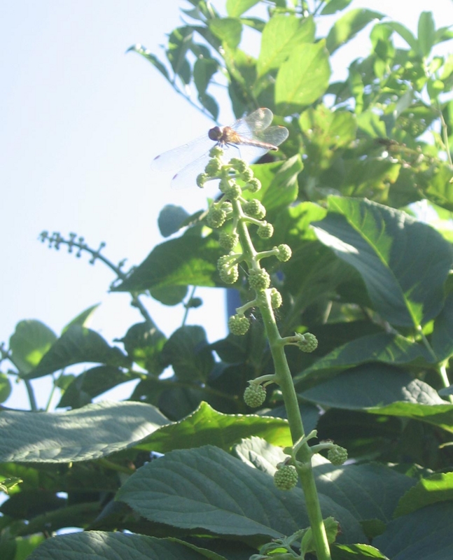 f:id:atarou:20120826065254j:image