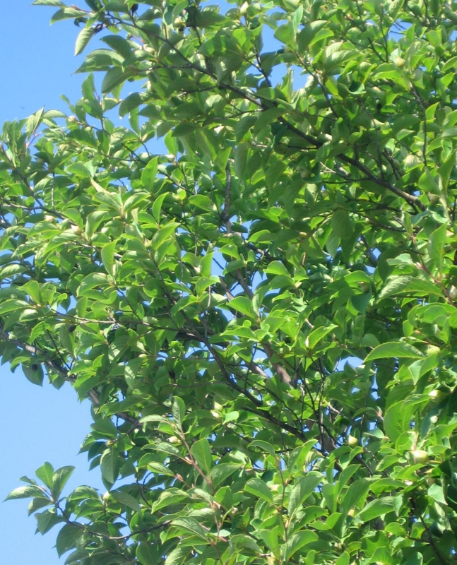 f:id:atarou:20120826065256j:image
