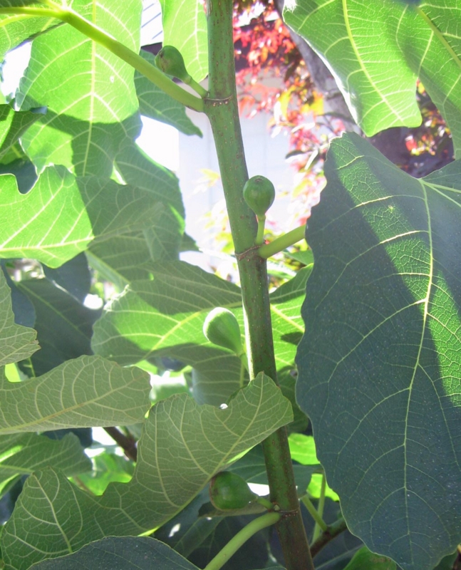 f:id:atarou:20120827174101j:image
