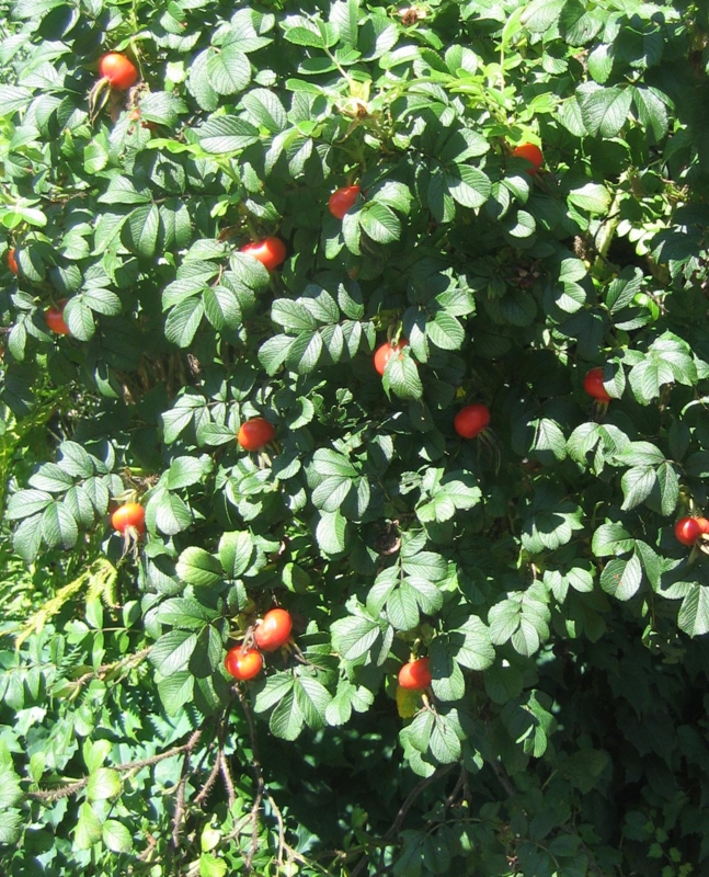 f:id:atarou:20120828061326j:image