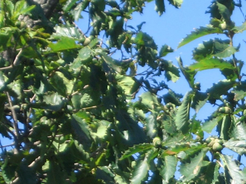 f:id:atarou:20120828062548j:image