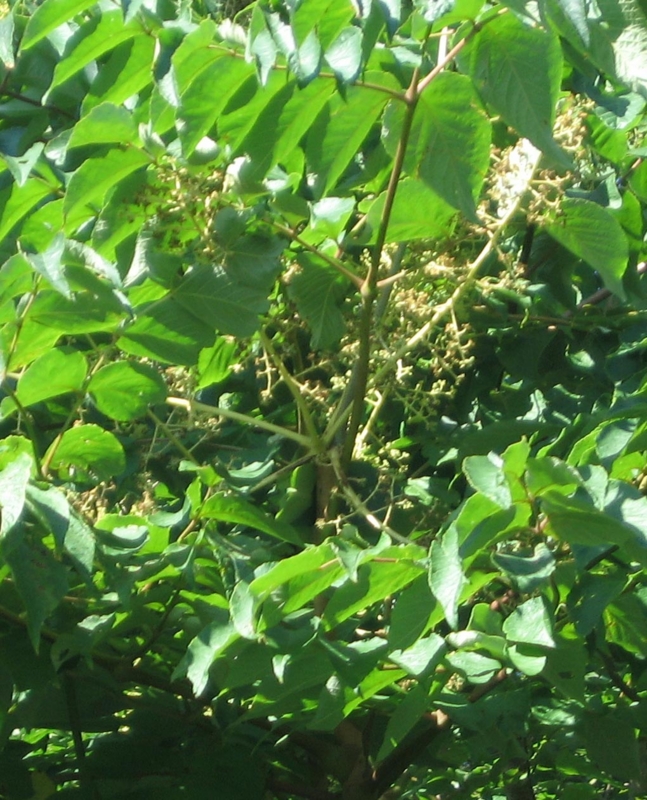 f:id:atarou:20120828062551j:image