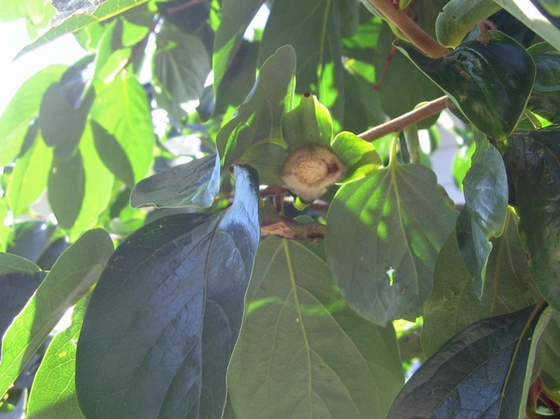 f:id:atarou:20120828063045j:image
