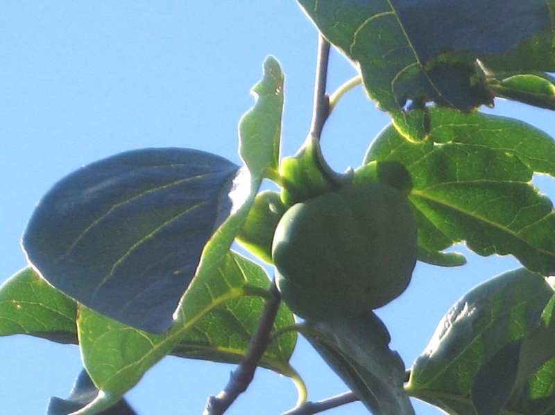 f:id:atarou:20120828063335j:image