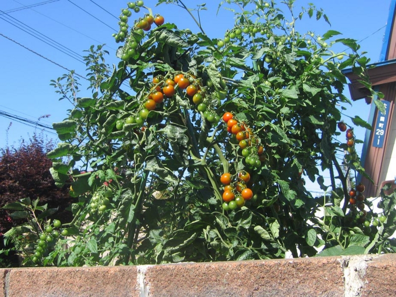 f:id:atarou:20120828063927j:image
