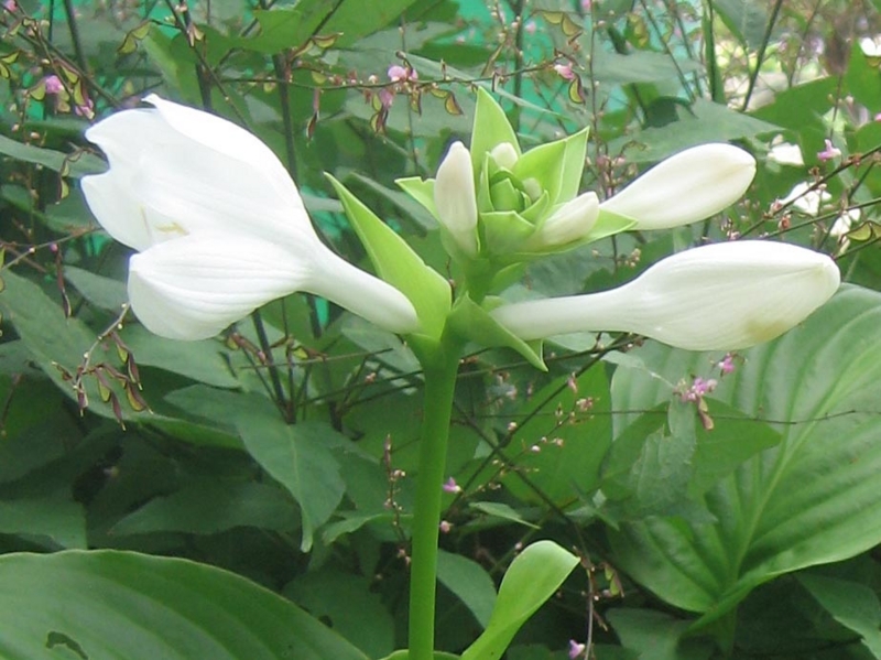f:id:atarou:20120829060733j:image