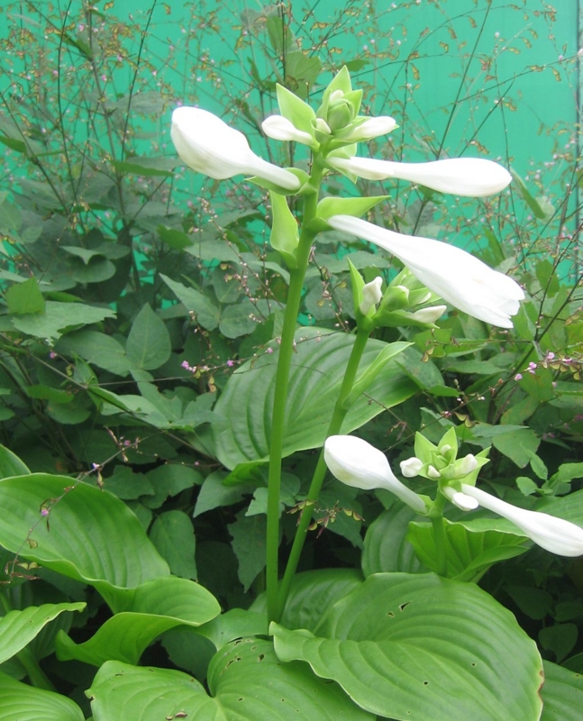 f:id:atarou:20120829060735j:image