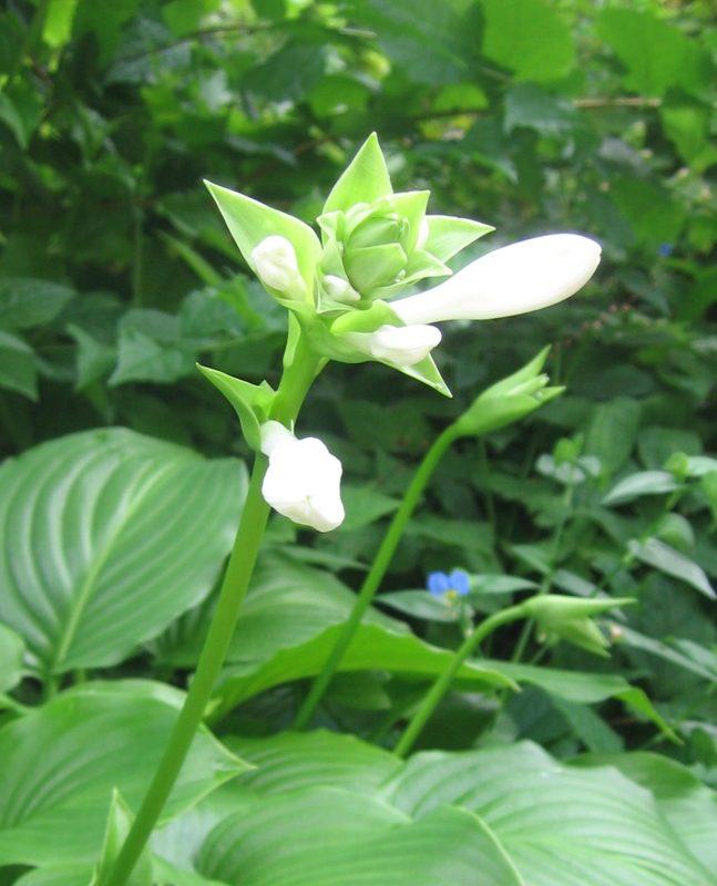 f:id:atarou:20120829060736j:image