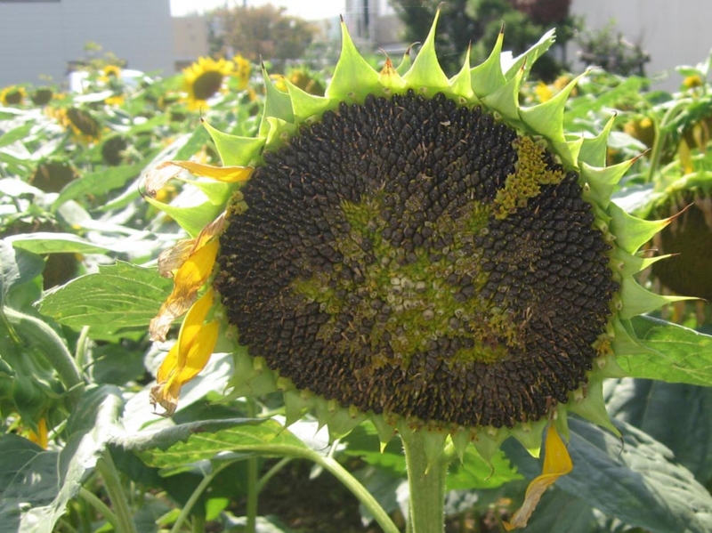 f:id:atarou:20120829063313j:image