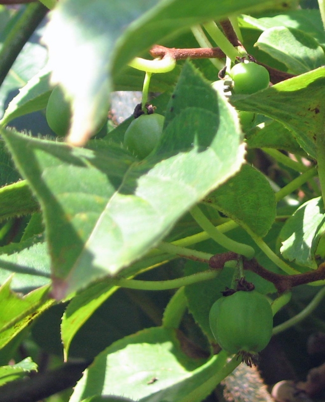 f:id:atarou:20120829063315j:image