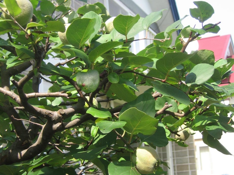 f:id:atarou:20120829063317j:image