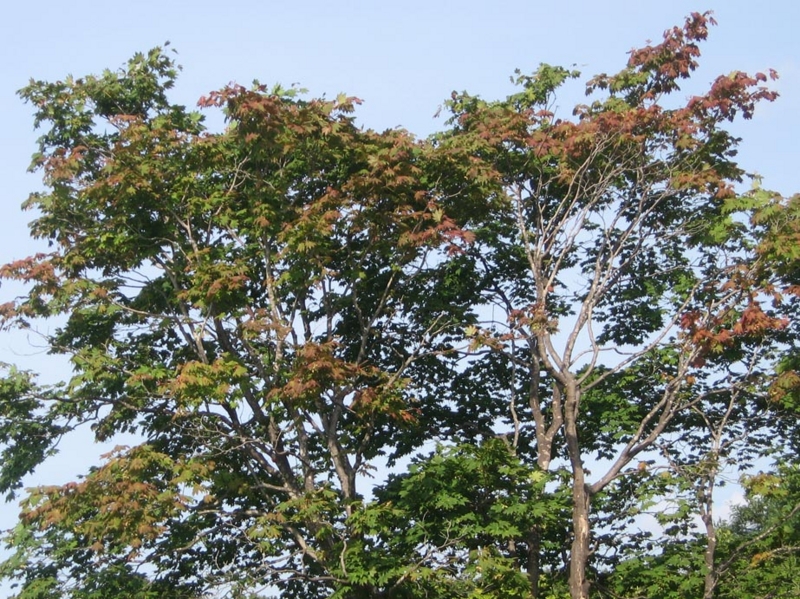 f:id:atarou:20120829064008j:image