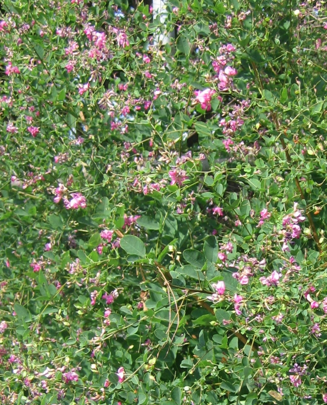 f:id:atarou:20120829064011j:image