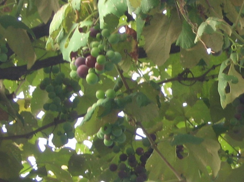 f:id:atarou:20120830064727j:image