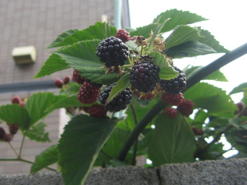 f:id:atarou:20120830064728j:image
