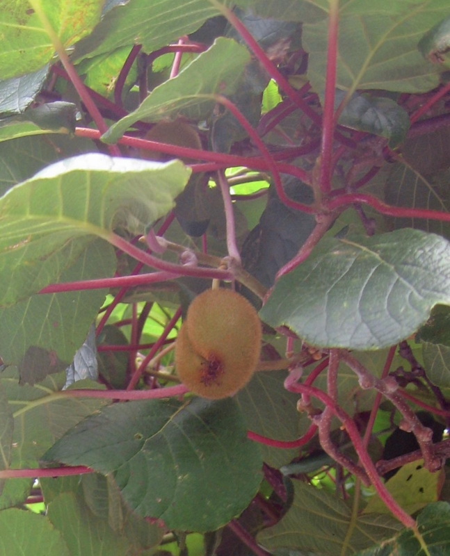 f:id:atarou:20120830064730j:image