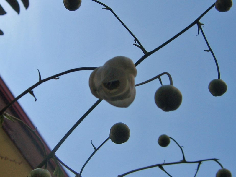 f:id:atarou:20120831052513j:image