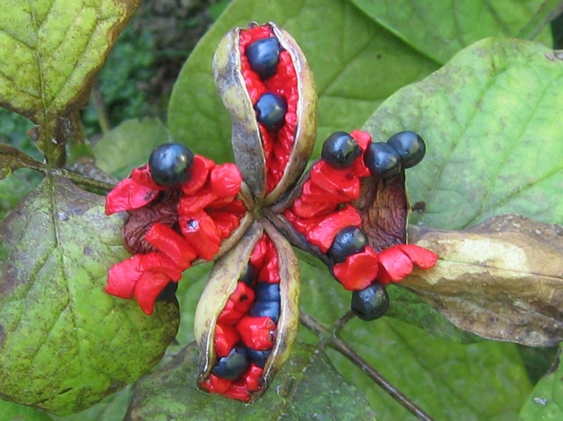 f:id:atarou:20120831052514j:image