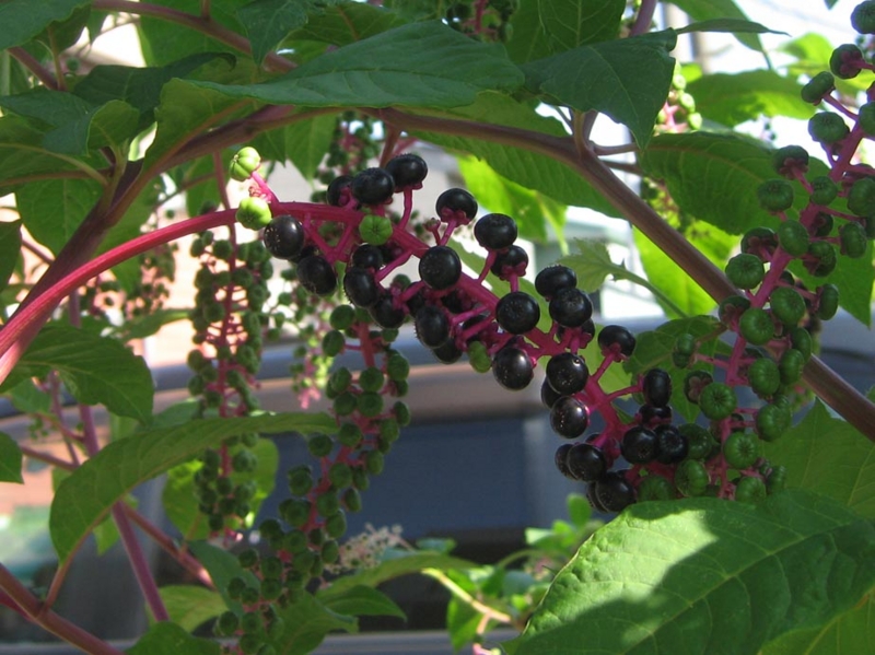 f:id:atarou:20120831060734j:image