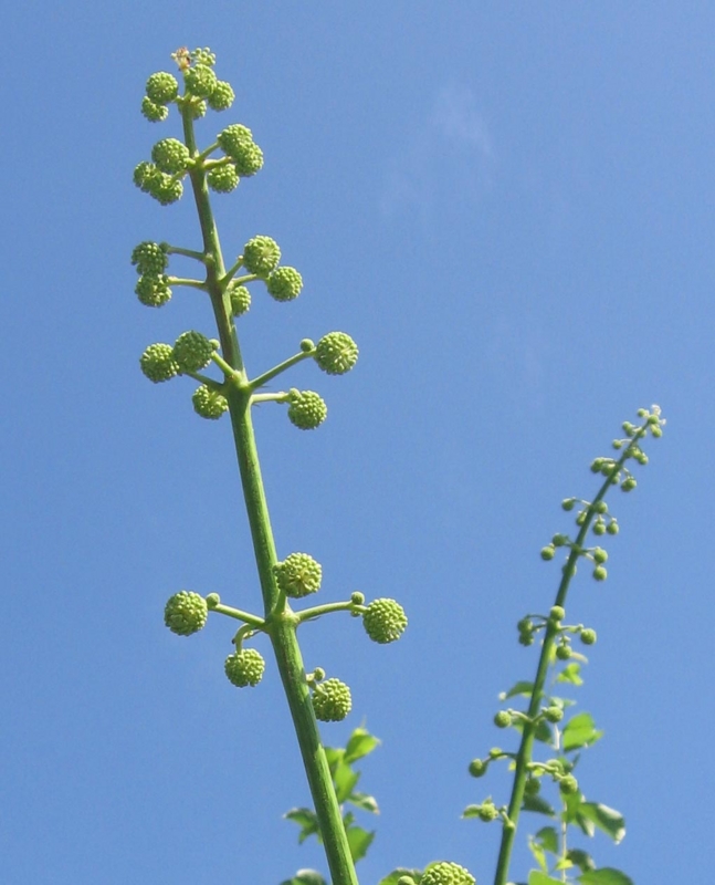 f:id:atarou:20120831063246j:image
